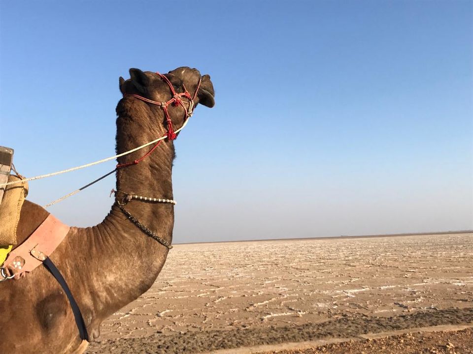 Photo of Dream come true, a visit to the White Rann 5/9 by SinghA
