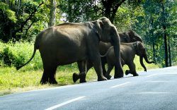 Photo of Place to visit Wayanad with family! | Wayanad Travel Blog | Real travel experiences and stories 1/1 by Navas Koorimannil