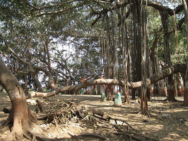 Photo of Kabirvad, Gujarat, India by Anila Kopparapu