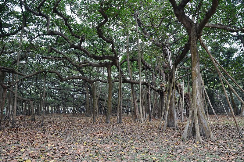 Photo of The Great Banyan Tree, Howrah, West Bengal, India by Anila Kopparapu