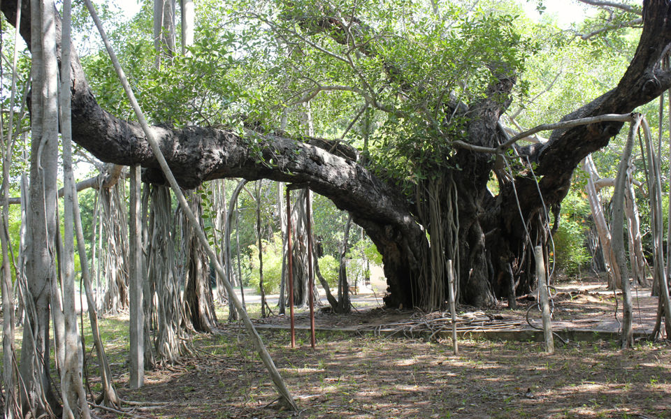 Photo of Adyar Banyan Tree, Schwarz Avenue, Theosophical Society, Besant Nagar, Chennai, Tamil Nadu, India by Anila Kopparapu