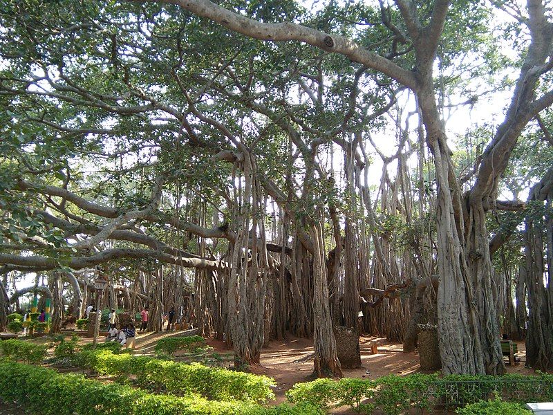 Photo of Dodda Aalada Mara, Bengaluru, Karnataka, India by Anila Kopparapu