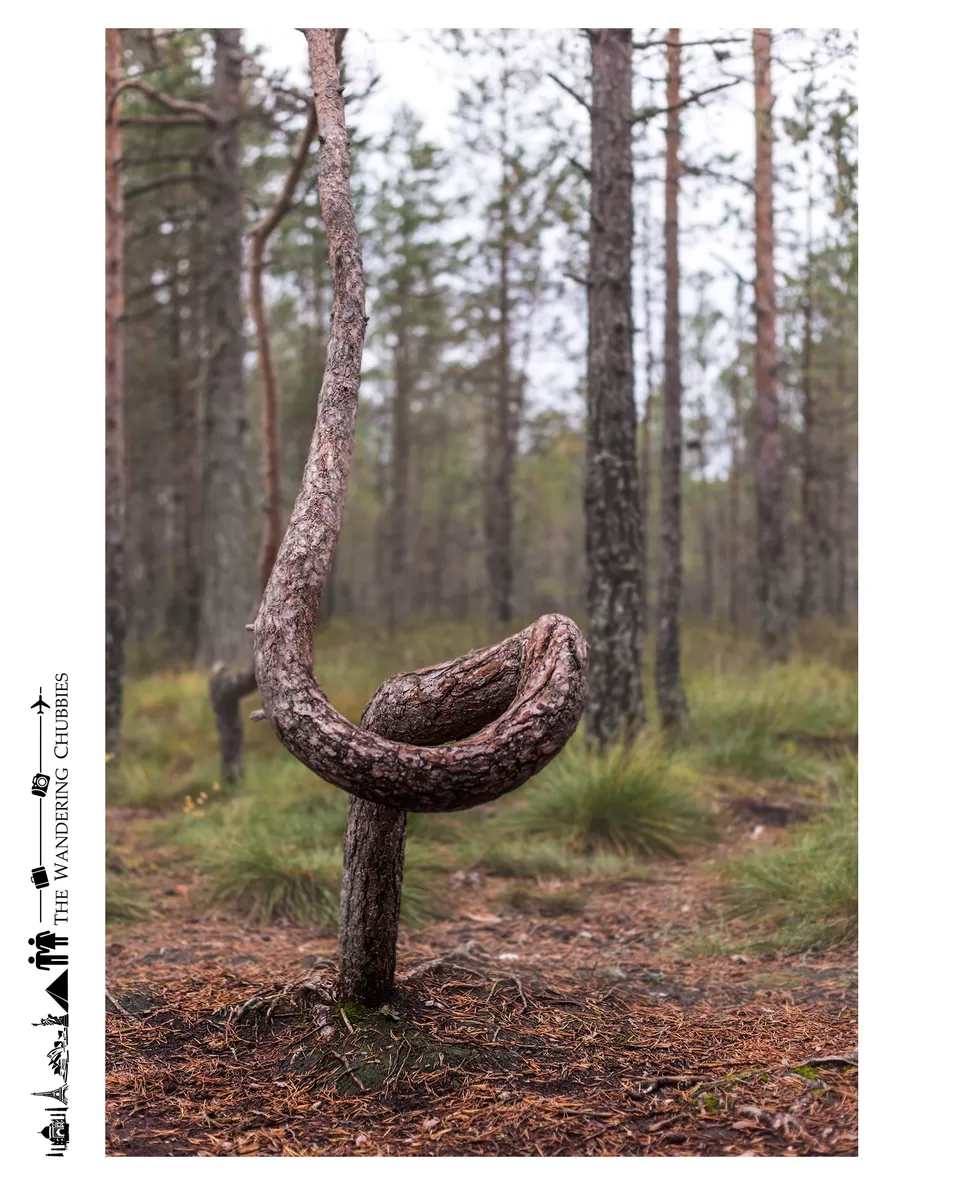 Photo of Lahemaa National Park, Estland by The Wandering Chubbies