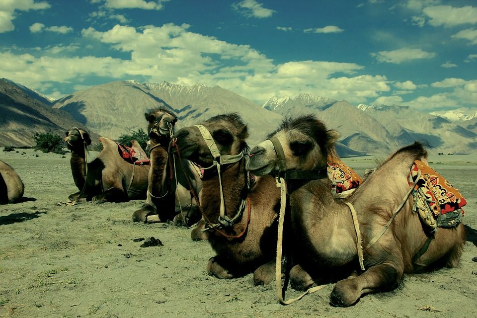 Photo of Travel Prediction: The Indian Destination You Should Travel To As Per Your Zodiac Sign In 2021 32/35 by Palak Doshi