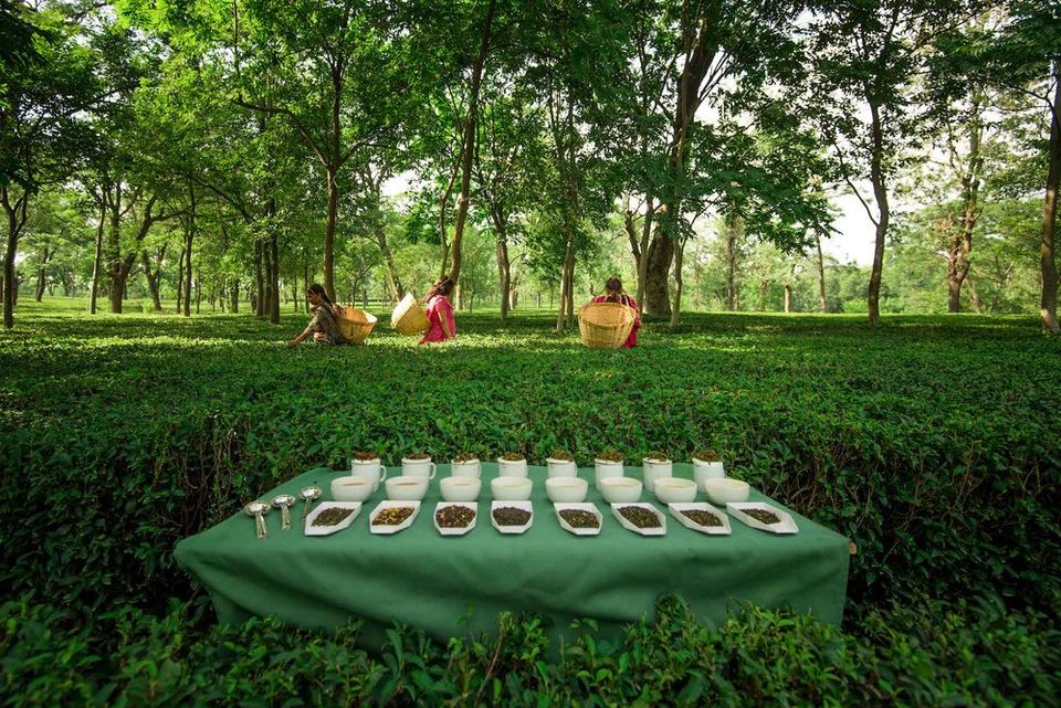Photo of Stunning Himalayan Tea Estates Where You Can Spend An Entire Weekend. 33/51 by Palak Doshi