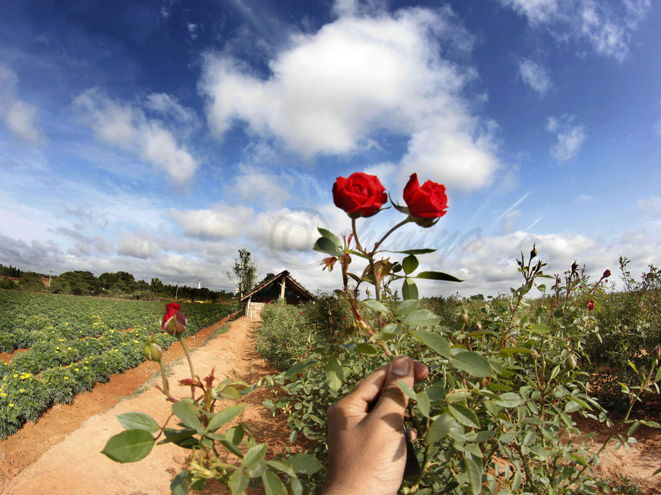 Photo of Just An Hour Away From Bangalore, People Call This Town "Little England". 5/12 by Palak Doshi