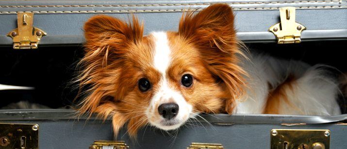 Photo of 9 Gorgeous Pet-Friendly Weekend Stays Around Mumbai. 1/1 by Palak Doshi