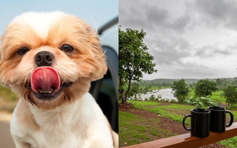 Photo of 9 Gorgeous Pet-Friendly Weekend Stays Around Mumbai. by Palak Doshi
