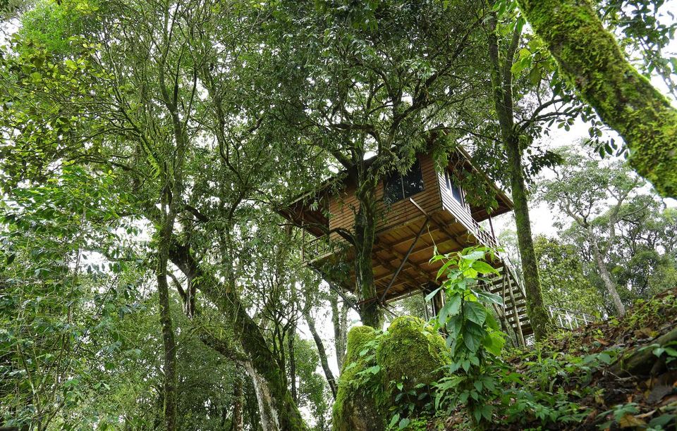 Photo of Can't Afford Bali? Stay At These Tree-Houses In Kerala For The Same Vibes! by Palak Doshi