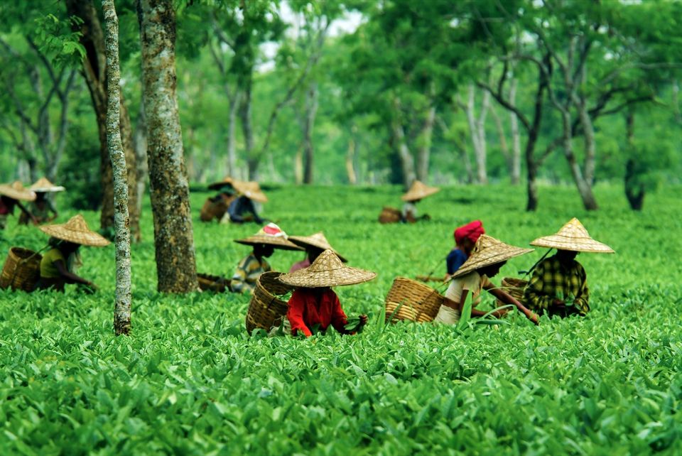 Photo of Listen Up! Assam, Mizoram J&K Are at a Climate Risk & We Need to Take Note 3/8 by Palak Doshi
