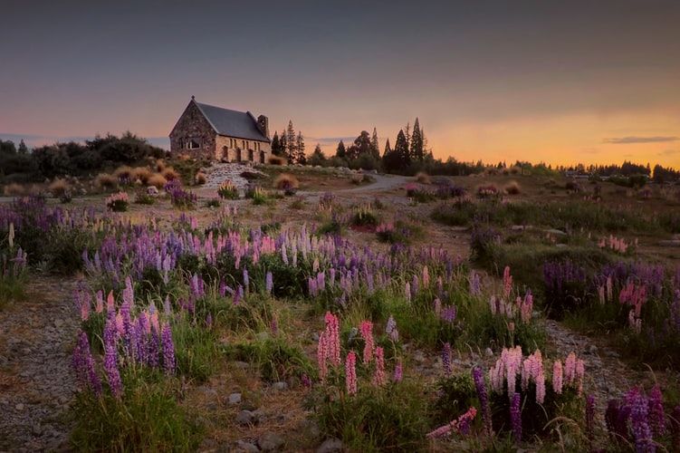 Photo of My Lavender Trail In France by Palak Doshi