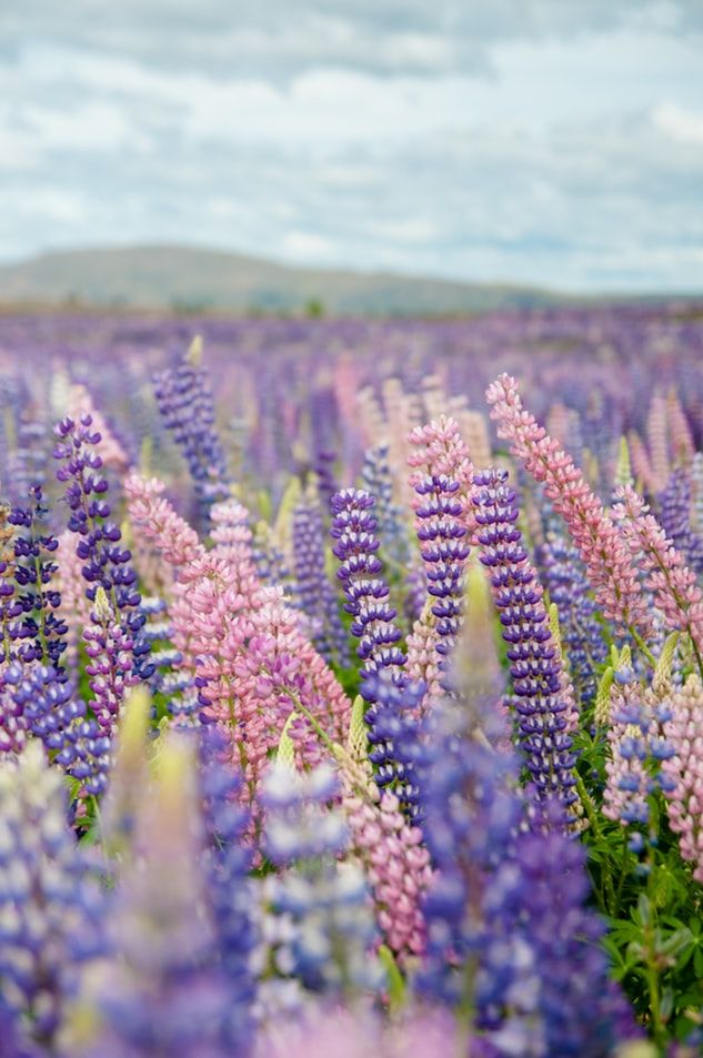 Photo of My Lavender Trail In France by Palak Doshi