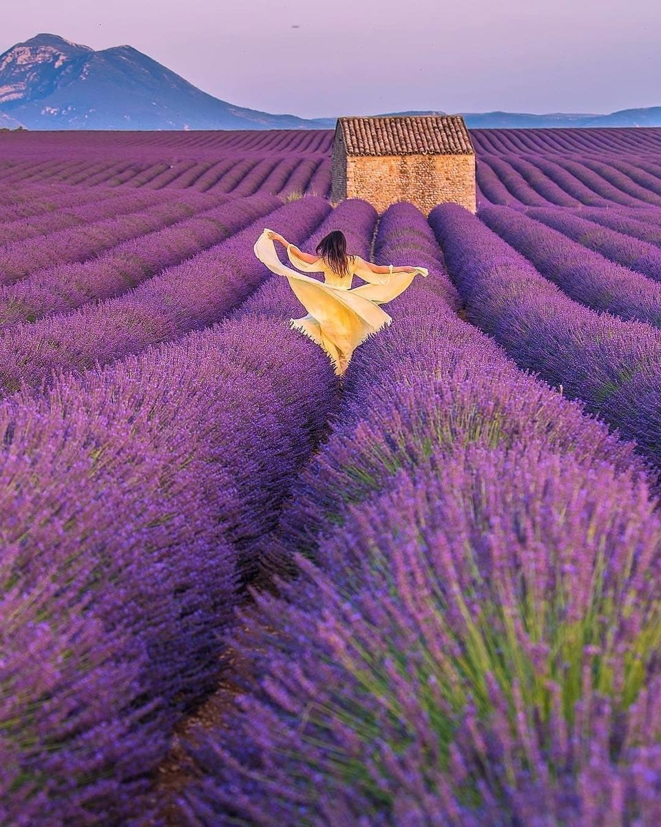 Photo of My Lavender Trail In France by Palak Doshi