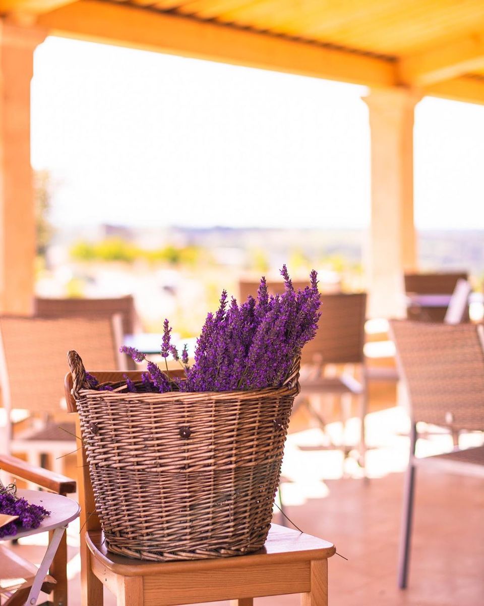 Photo of My Lavender Trail In France by Palak Doshi