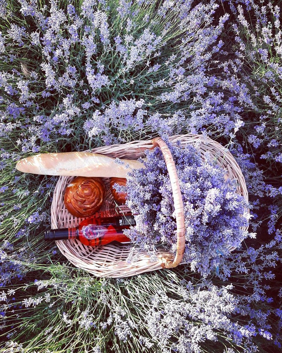 Photo of My Lavender Trail In France by Palak Doshi