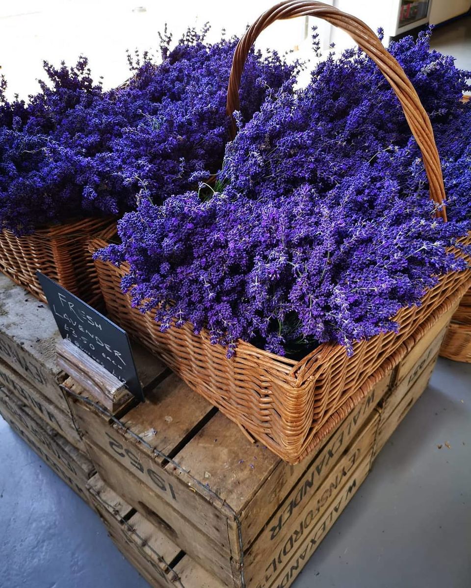 Photo of My Lavender Trail In France by Palak Doshi