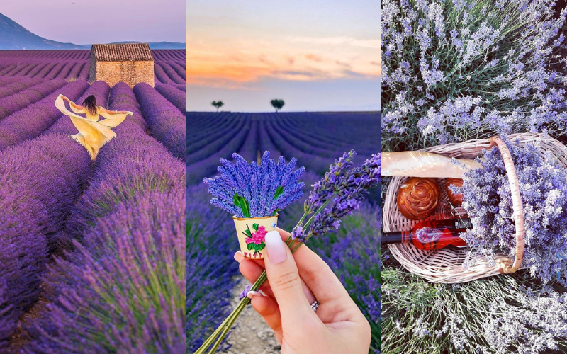 Photo of My Lavender Trail In France by Palak Doshi