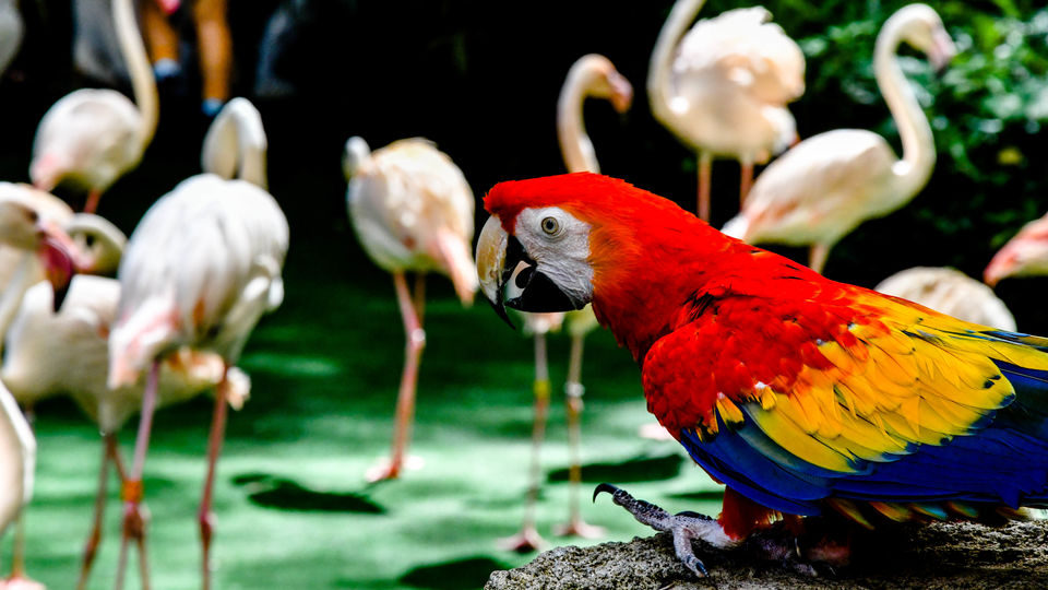 Photo of Jurong Bird Park, Singapore by Shrikant B Sonawane