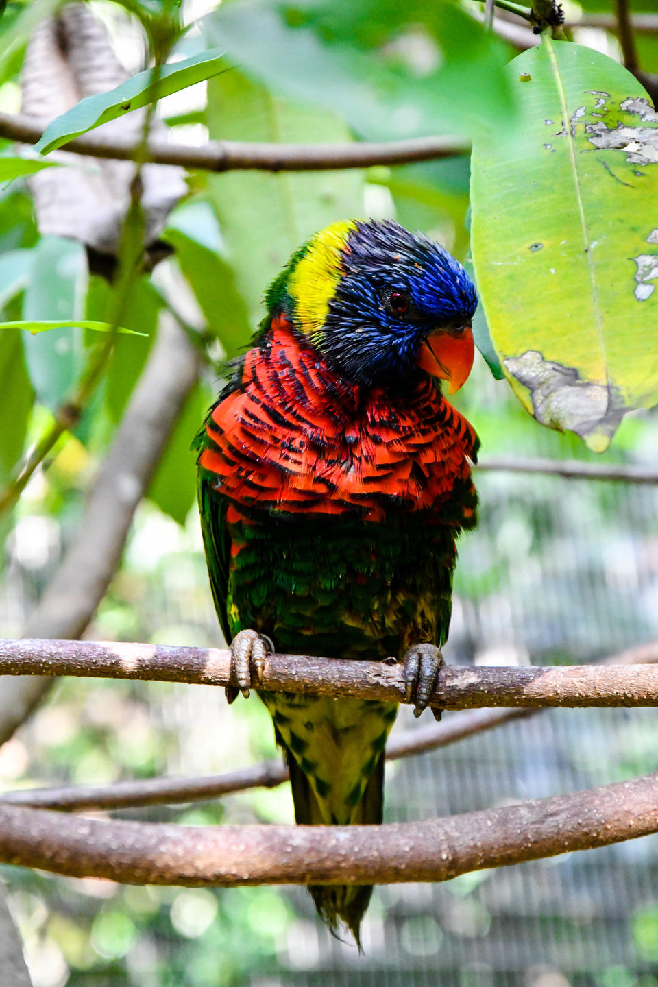 Photo of Jurong Bird Park, Singapore by Shrikant B Sonawane