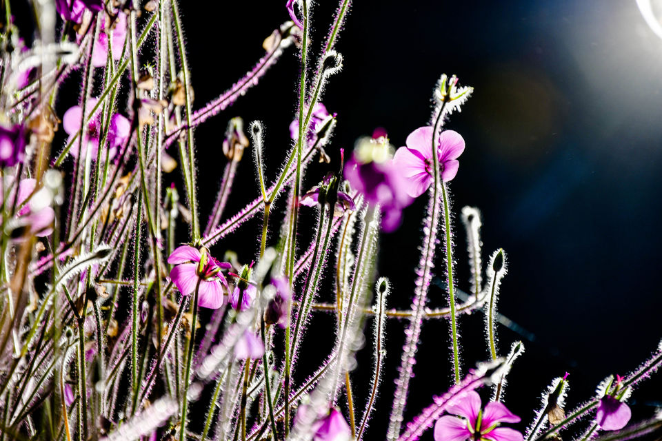 Photo of Marina Gardens Dr, Flower Dome, Singapore by Shrikant B Sonawane