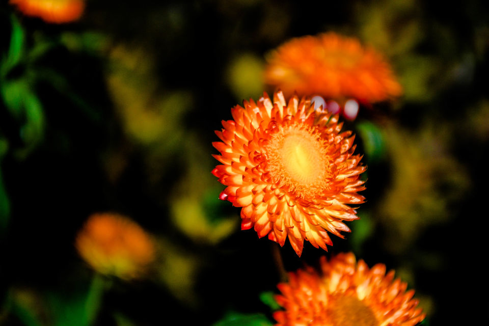 Photo of Marina Gardens Dr, Flower Dome, Singapore by Shrikant B Sonawane