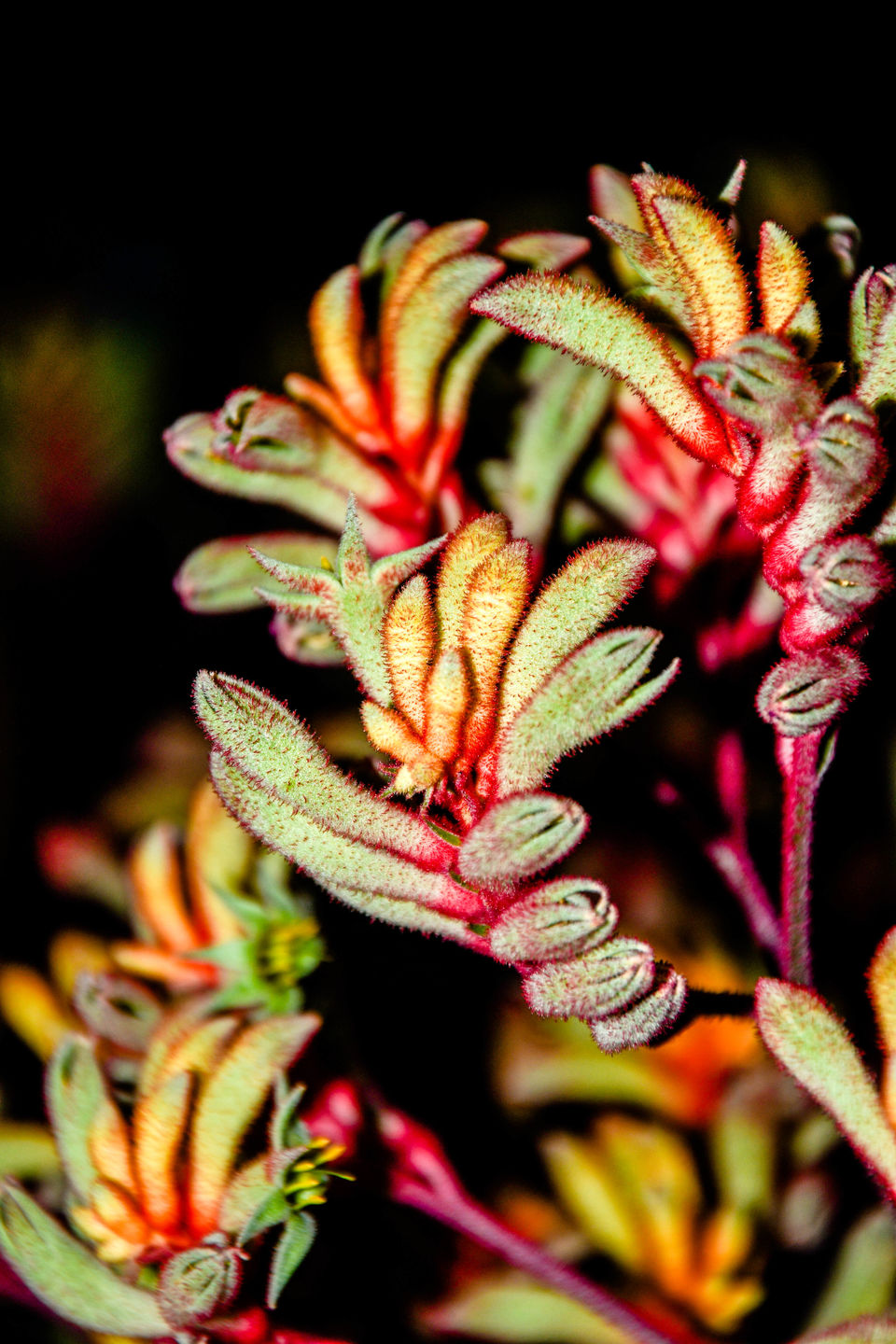 Photo of Marina Gardens Dr, Flower Dome, Singapore by Shrikant B Sonawane