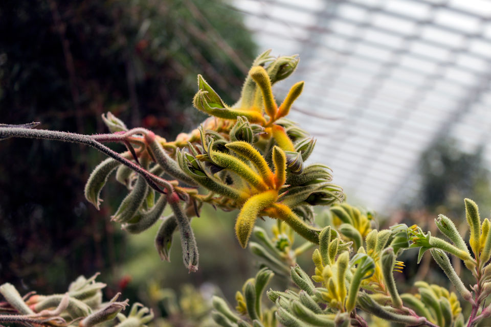Photo of Gardens by the Bay, Singapore 1/4 by Village to Voyage