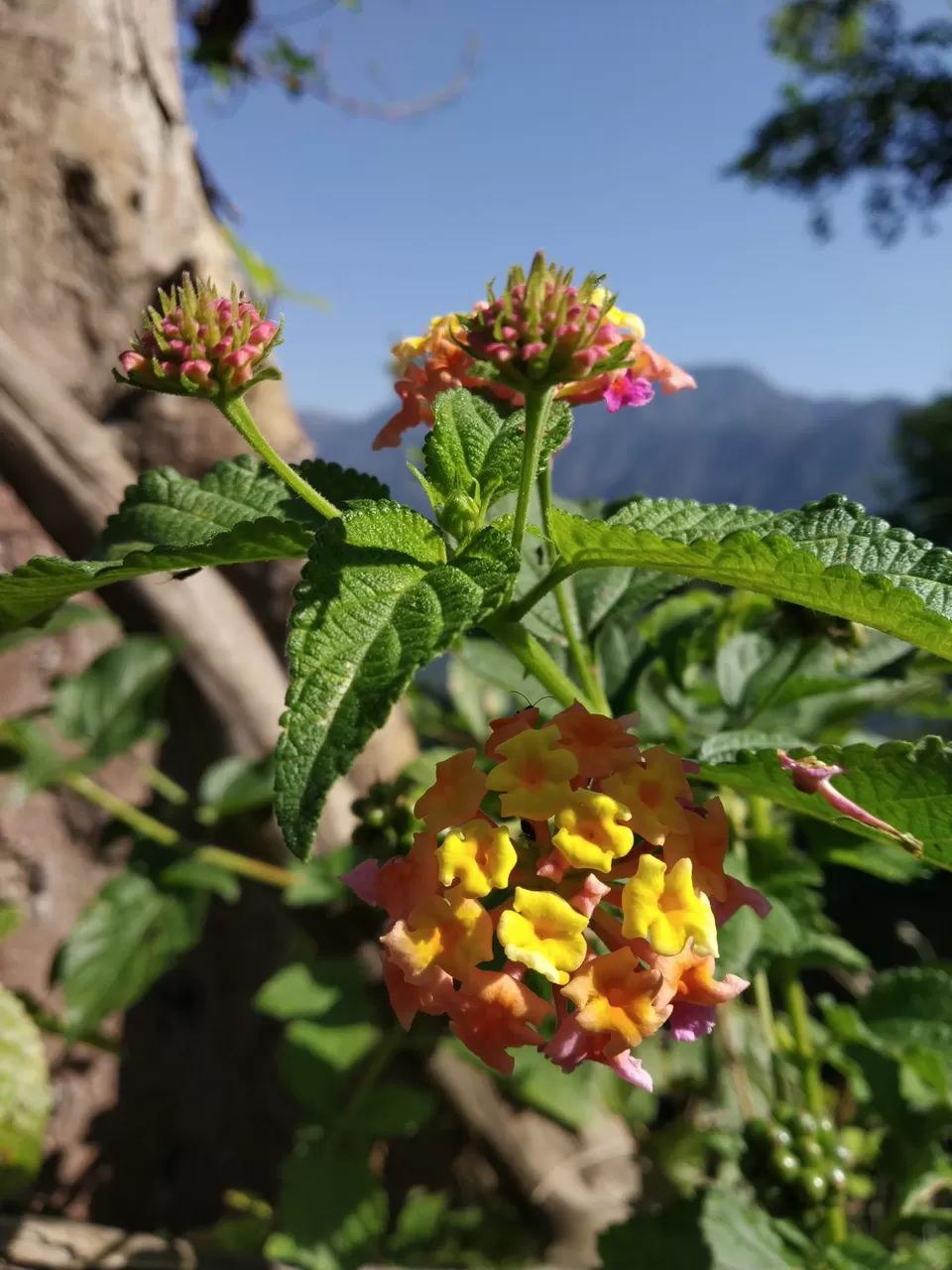 Photo of The Junkyard Camp, Jogiyana, Uttarakhand, India by Ashik Anand