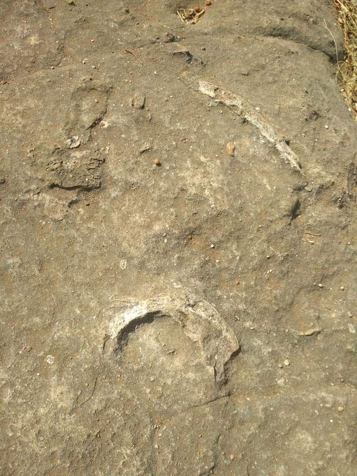 dinosaur fossil park near me