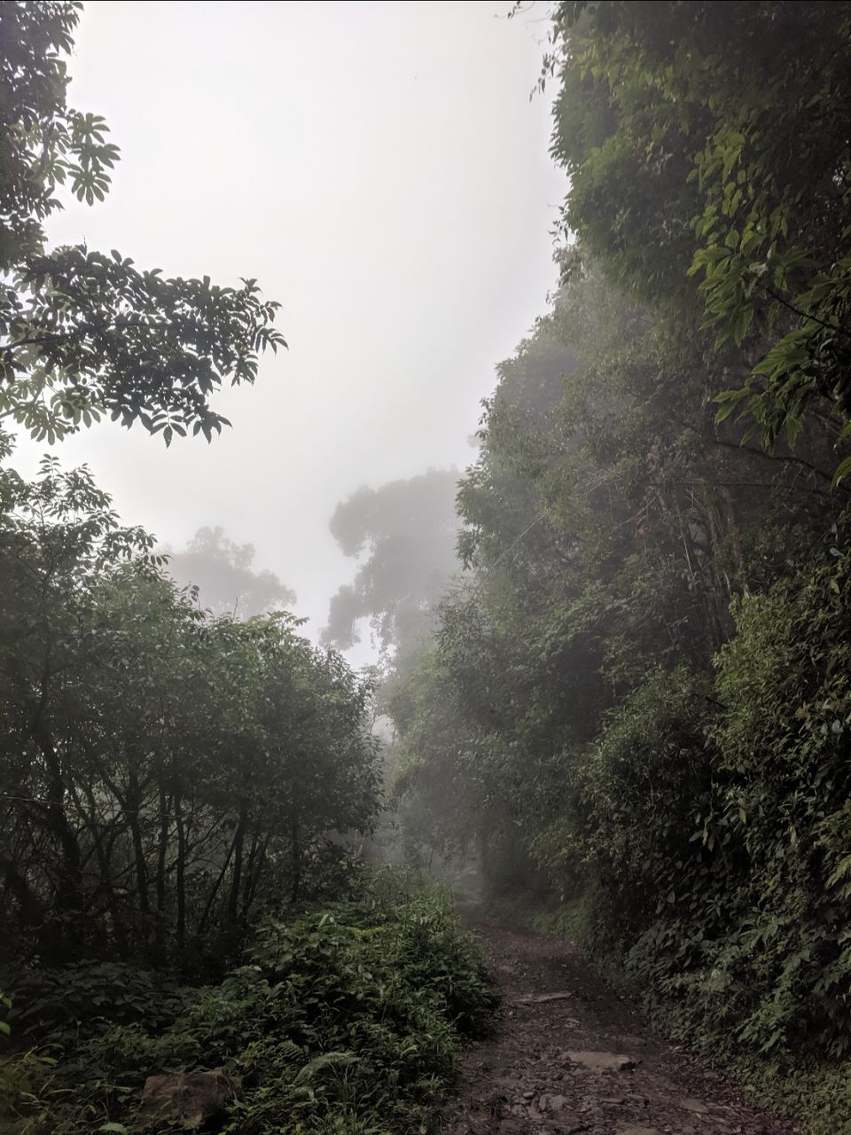 Photo of Dzukou valley trek in Nagaland by Rohith