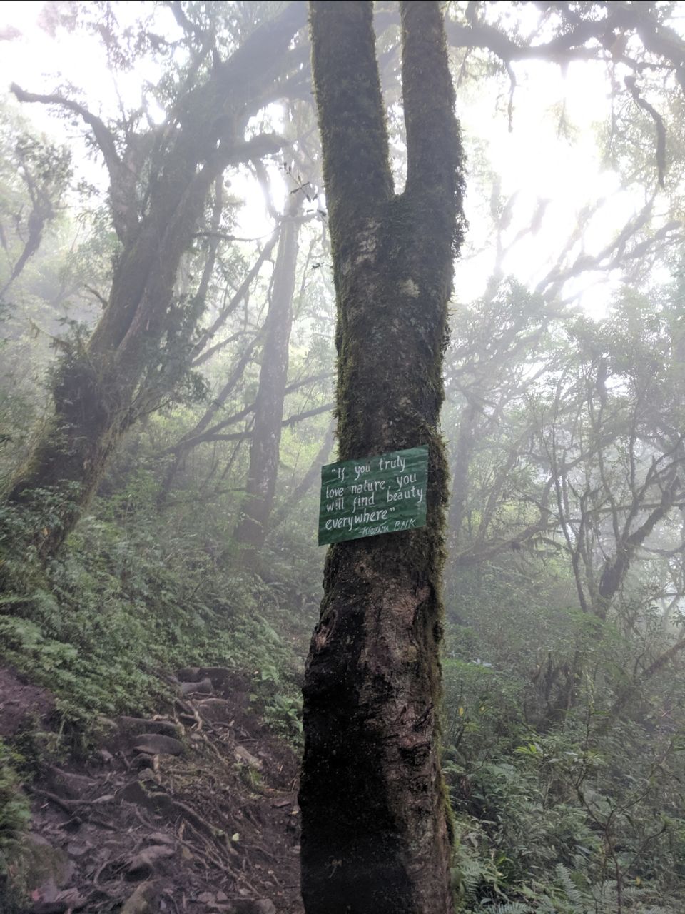 Photo of Dzukou valley trek in Nagaland by Rohith