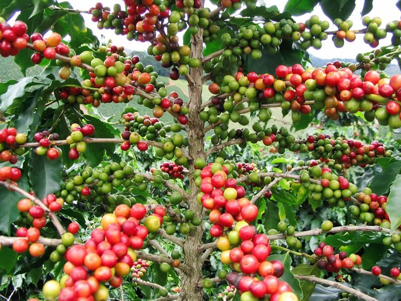 Photo of Araku, Andhra Pradesh, India by sravya chowdary