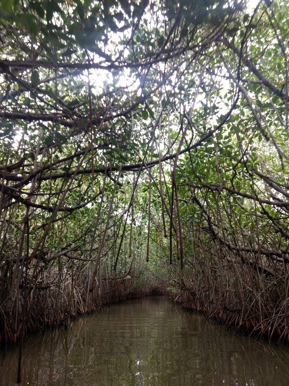 Photo of Pichavaram, Tamil Nadu, India by sravya chowdary