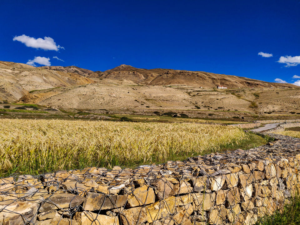 Photo of Kibber, Himachal Pradesh, India by Sukhpal Singh