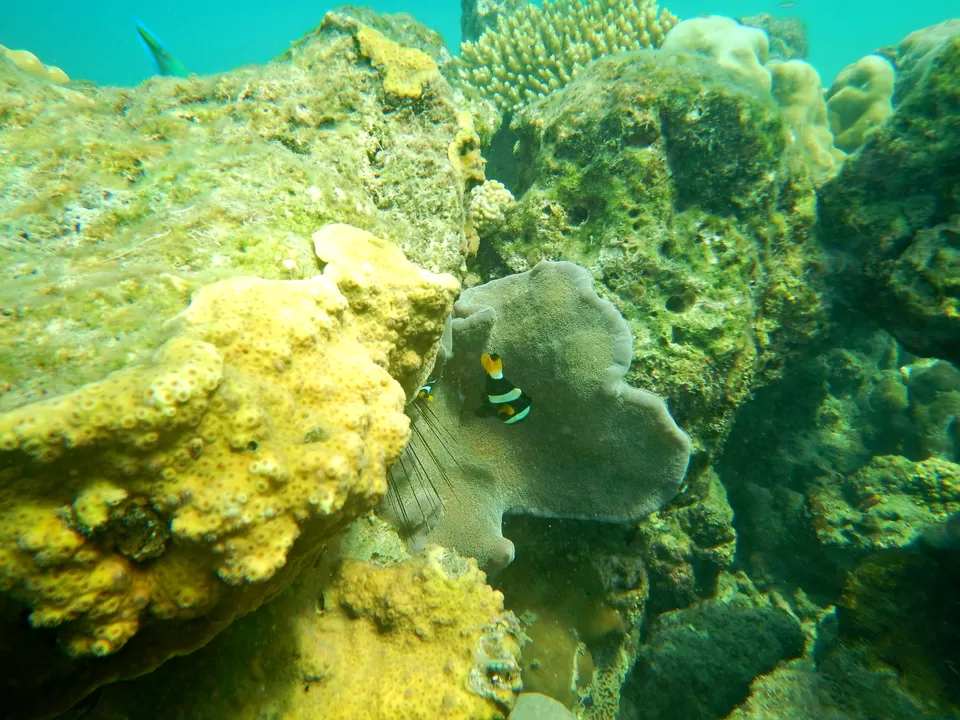Photo of Havelock Island, Andaman and Nicobar Islands by Sukhpal Singh