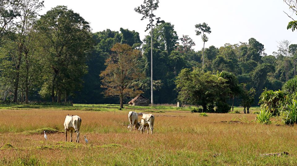 Photo of Baratang, Andaman and Nicobar Islands by Sukhpal Singh