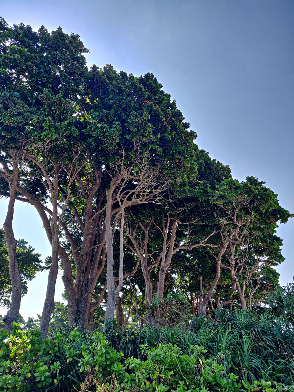 Photo of Neil Island, Andaman and Nicobar Islands by Sukhpal Singh