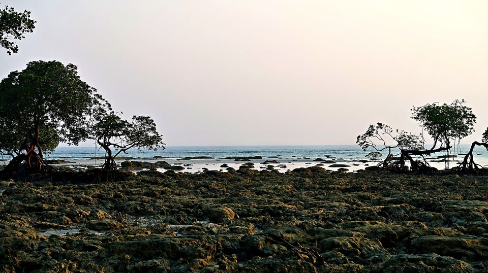 Photo of Neil Island, Andaman and Nicobar Islands by Sukhpal Singh