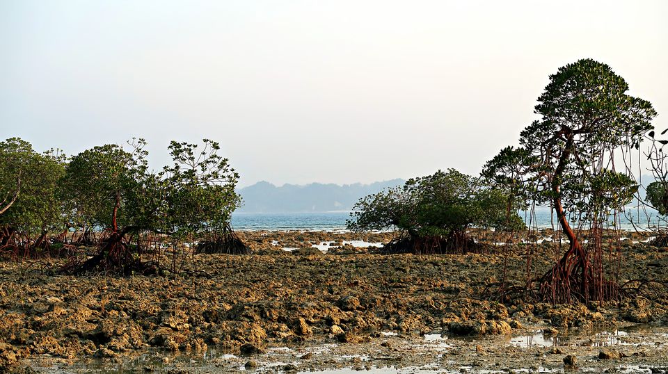 Photo of Neil Island, Andaman and Nicobar Islands by Sukhpal Singh