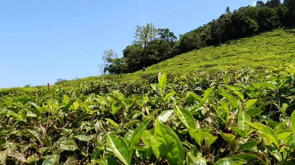 Photo of Coonoor, Tamil Nadu, India by Sukhpal Singh
