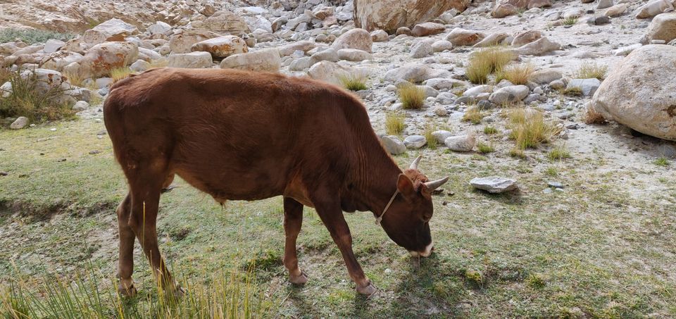 Photo of Finding trueself on the roadtrip to leh by Vishwa Kundra