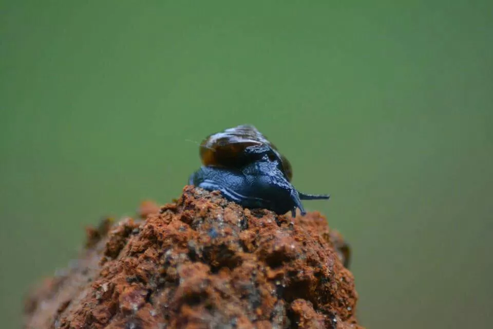 Photo of Ecoscape, Devala by Shyam Kumar