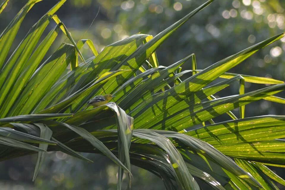 Photo of Ecoscape, Devala by Shyam Kumar