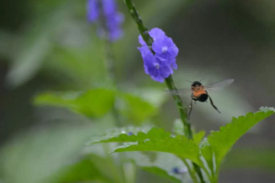 Photo of Ecoscape, Devala by Shyam Kumar