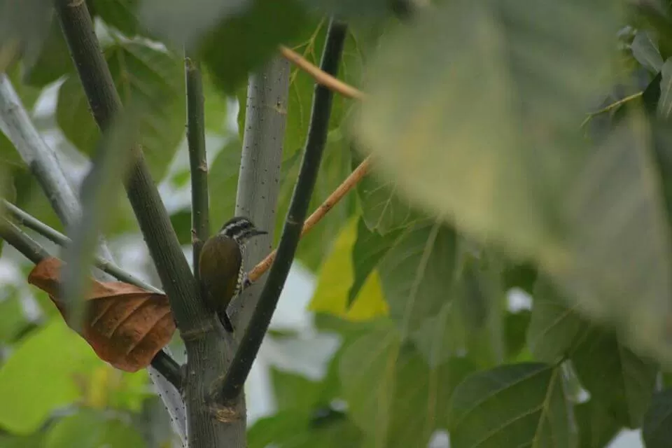 Photo of Ecoscape, Devala by Shyam Kumar