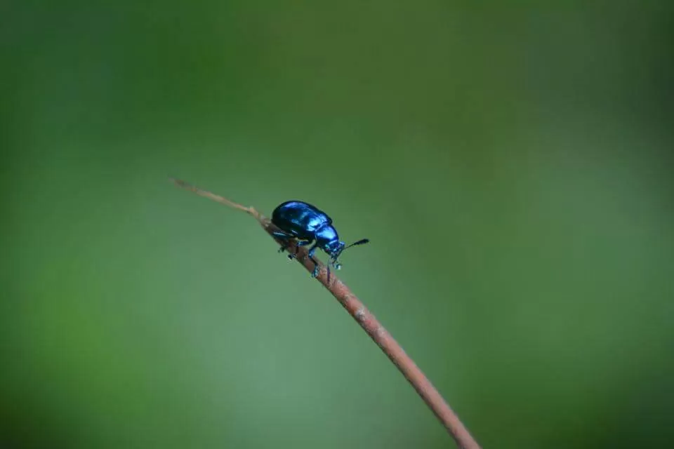 Photo of Ecoscape, Devala by Shyam Kumar