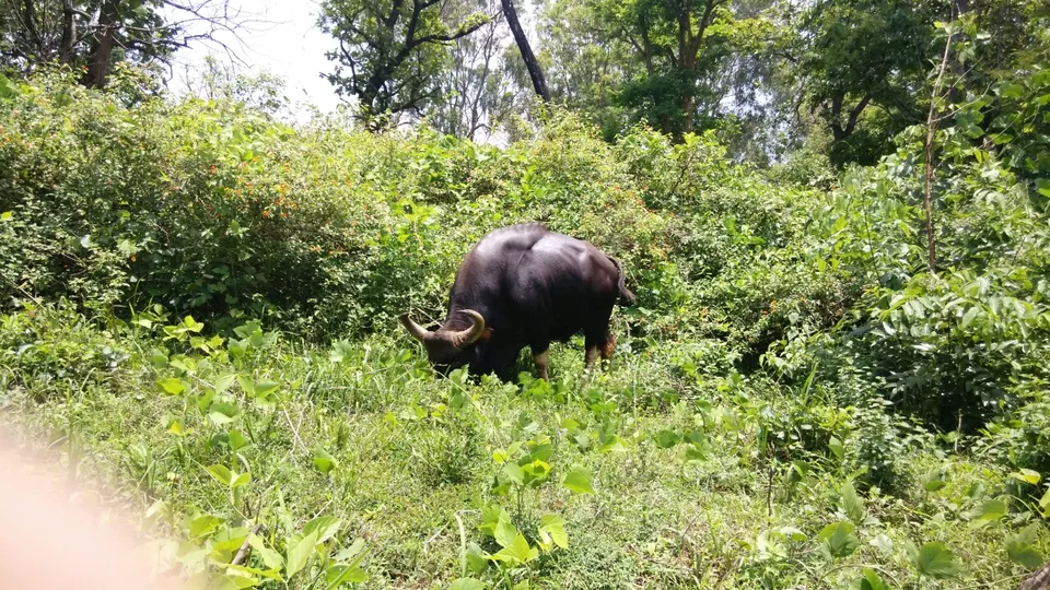 Photo of Bandipur, Karnataka, India by Shyam Kumar