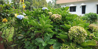 Photo of Coorg (coffee estate of India) 1/10 by Teena Haritwal