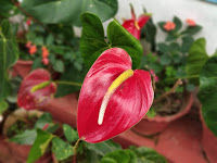 Photo of Coorg (coffee estate of India) 4/10 by Teena Haritwal