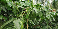 Photo of Coorg (coffee estate of India) 5/10 by Teena Haritwal